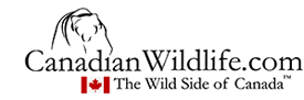 CanadianWildlife.com / The Wild Side of Canada