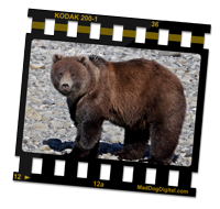 Grizzly Bear on CanadianWildlife.com