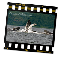The_Humpback_Whales_on_CanadianWildlife.com