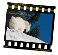 Mountain Goat on CanadianWildlife.com