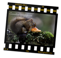 Canadian_Wildlife_Red_Squirrel_on_CanadianWildlife.com