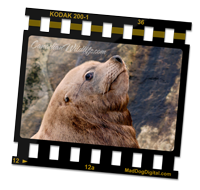 Steller_Sea_Lion_on_CanadianWildlife.com