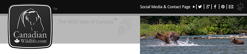 Welcome to the Canadian Wildlife website!