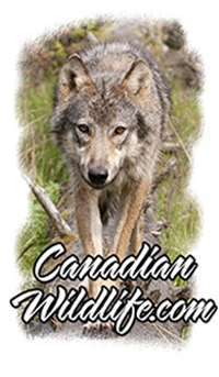 Welcome to the Canadian Wildlife website