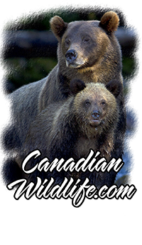 Welcome to the Canadian Wildlife website