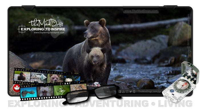 Photos of Grizzly, Kodiak, Spirit and black bears are courtesy of copyright owner TheMadDogs.com