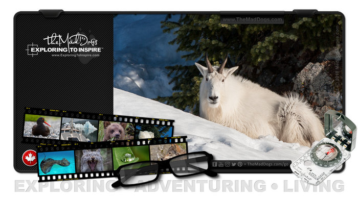Photos of Mountain Goats are courtesy of copyright owner TheMadDogs.com