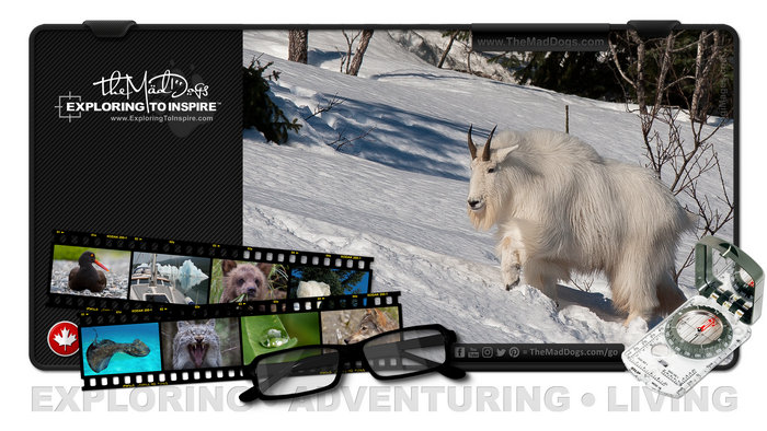 Photos of Mountain Goats are courtesy of copyright owner TheMadDogs.com