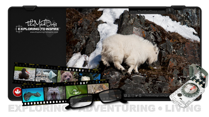 Photos of Mountain Goats are courtesy of copyright owner TheMadDogs.com