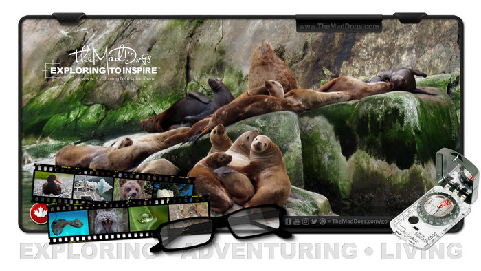 Photos of Steller Sea Lions are courtesy of copyright owner TheMadDogs.com
