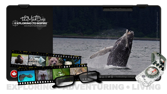Photos of Humpback Whales are courtesy of copyright owner TheMadDogs.com