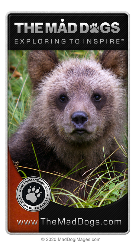 View our free wildlife albums - Bears on httsp://www.TheMadDogs.com