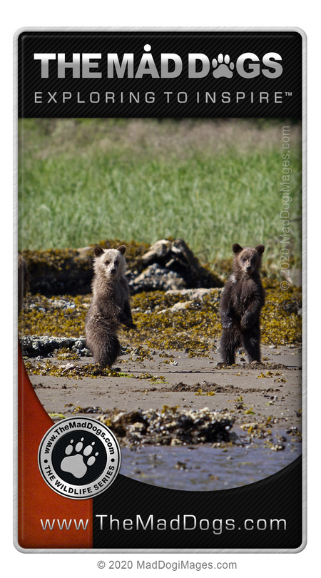 View our free wildlife albums - Bears on httsp://www.TheMadDogs.com