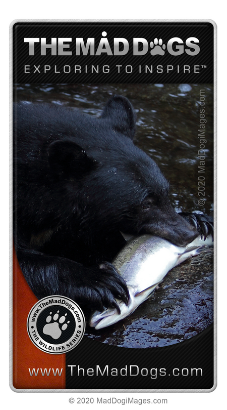View our free wildlife albums - Bears on httsp://www.TheMadDogs.com